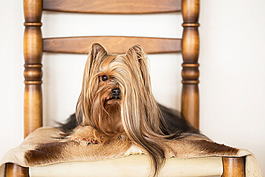 约克郡犬,头像,长发,约克夏犬,躺着,椅子