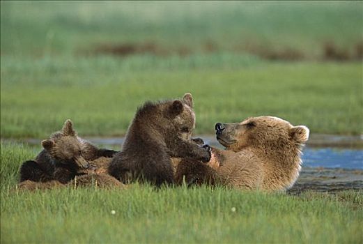 大灰熊,棕熊,母兽,哺乳,幼兽,卡特麦国家公园,阿拉斯加
