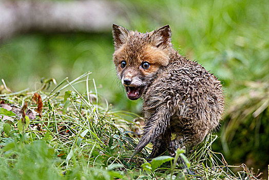 红狐,狐属,小动物,湿,毛皮,巴登符腾堡,德国,欧洲