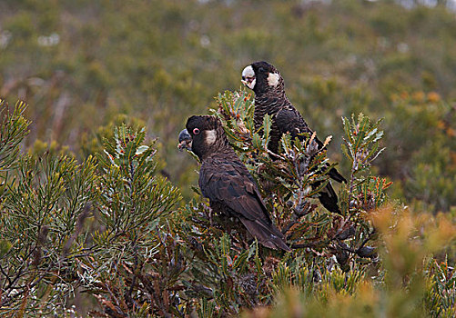黑色,美冠鹦鹉,进食,河,国家公园,西澳大利亚州,澳大利亚