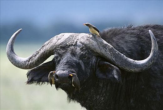 南非水牛,非洲水牛,鼻子,头部,纳库鲁湖国家公园,肯尼亚