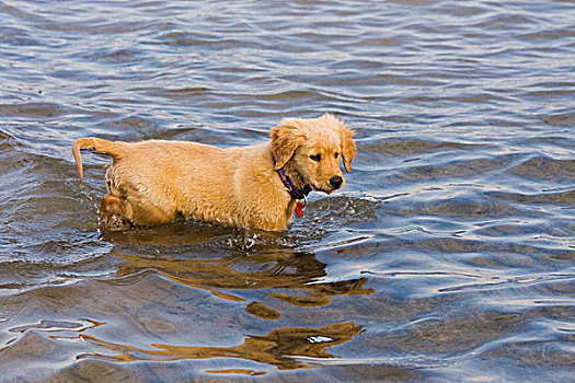 金毛猎犬,小狗,海滩,太浩湖,加利福尼亚