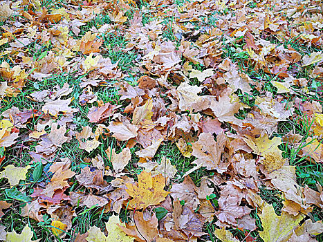 地毯,叶子,秋天