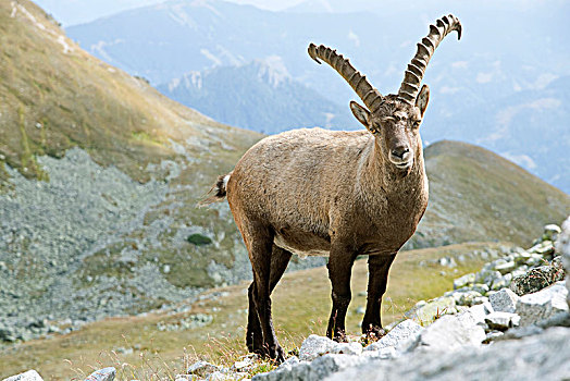 阿尔卑斯野山羊,羱羊,陶安,施蒂里亚,奥地利,欧洲