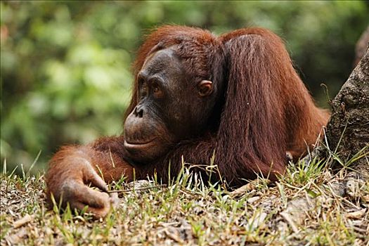 猩猩,黑猩猩,檀中埠廷国立公园,中加里曼丹省,婆罗洲,印度尼西亚