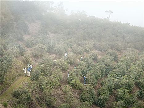 咖啡种植园,工人