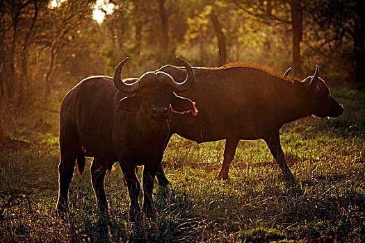 非洲,水牛,两个,成年人,逆光,晚间,克鲁格国家公园,南非