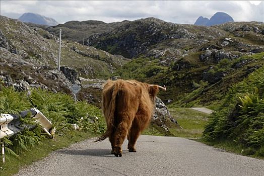 孤单,高原牛,道路,苏格兰高地,苏格兰,英国,欧洲