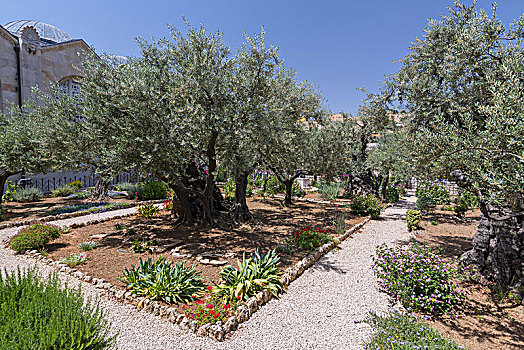 橄榄树,花园,户外,老,东方,墙壁,耶路撒冷,以色列