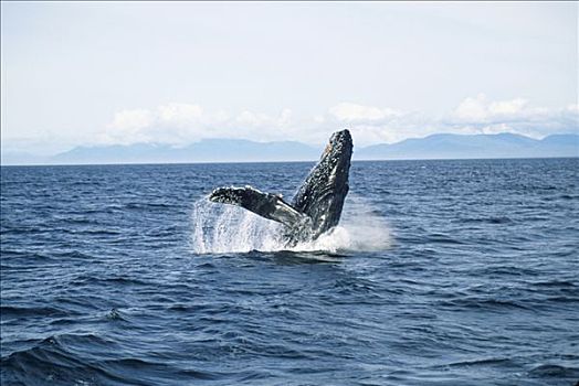 驼背鲸,大翅鲸属,鲸鱼,鲸跃