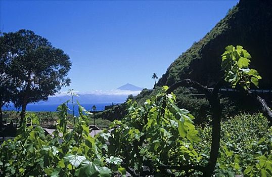 葡萄种植,岛屿,西班牙