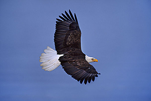 白头鹰,飞行,海雕属,雕,东南阿拉斯加