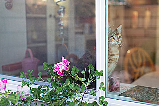 猫,坐,窗台