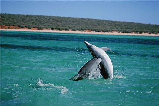 宽吻海豚,一对,玩,鲨鱼湾,澳大利亚