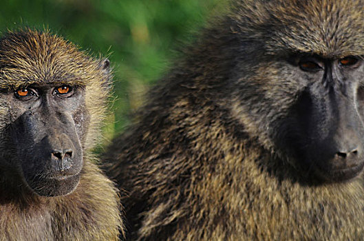肯尼亚,纳库鲁湖国家公园,头像,狒狒