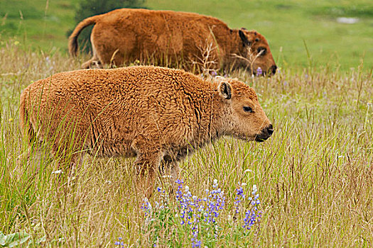 野牛,黄石国家公园