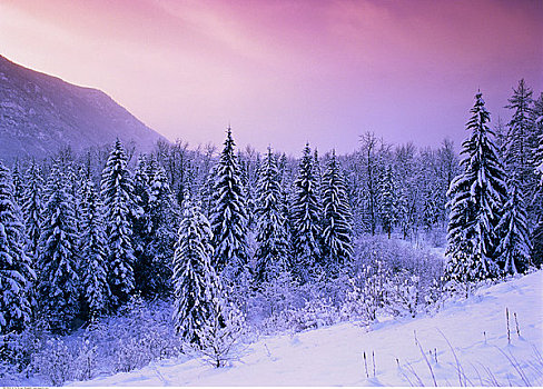 树林,冬天,靠近,不列颠哥伦比亚省,加拿大
