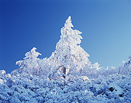 美国,加利福尼亚,克利夫兰,国家森林,积雪,树,泻湖,山,画廊