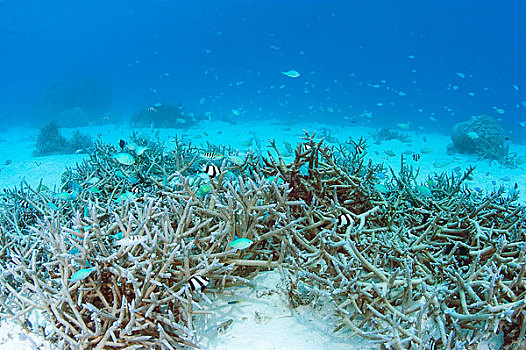 海洋生物