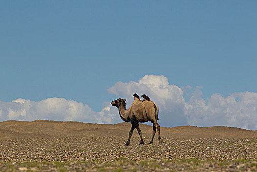 孤单,双峰骆驼,双峰驼,走,荒漠景观,蒙古