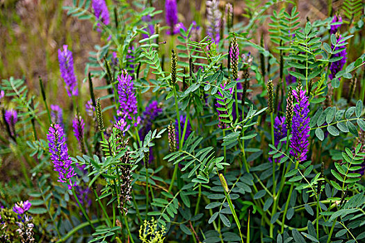 紫色花丛背景