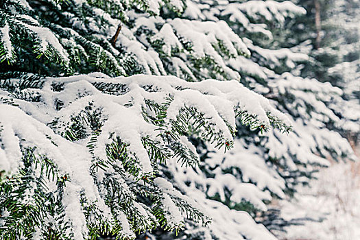 雪,松树,枝条,树林,冬天