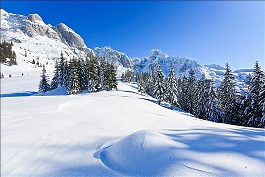 冬季风景,冷杉,山峦,背景,萨尔茨堡,奥地利