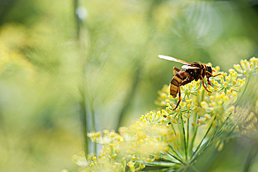 黄蜂,授粉,茴香,花