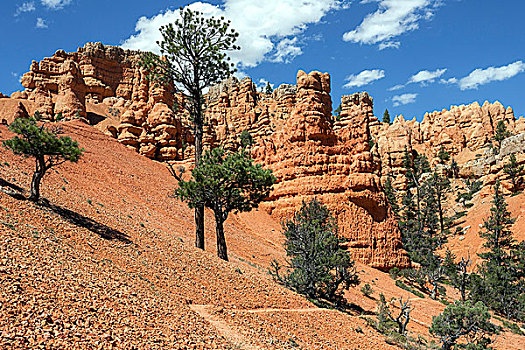 岩石构造,腐蚀,跋涉,小路,松树,树,红色,峡谷,犹他,美国,北美