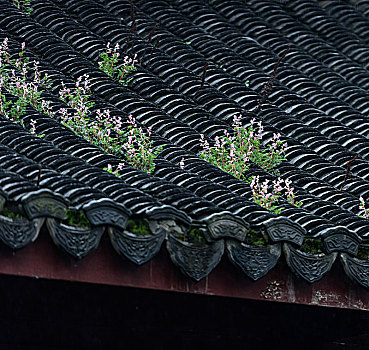 瓦片,屋顶,紫堇,野花,杭州