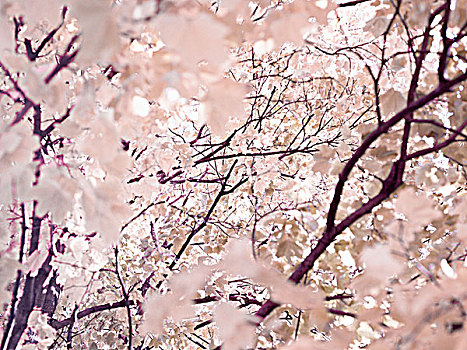 樱桃树,花