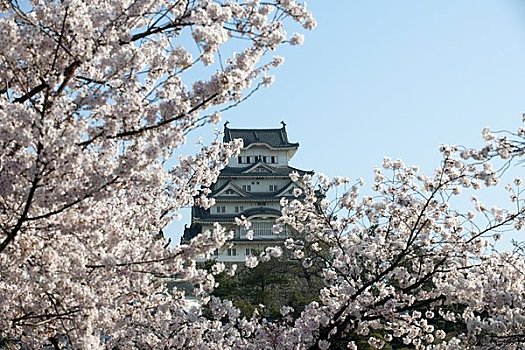 樱花,姬路城堡