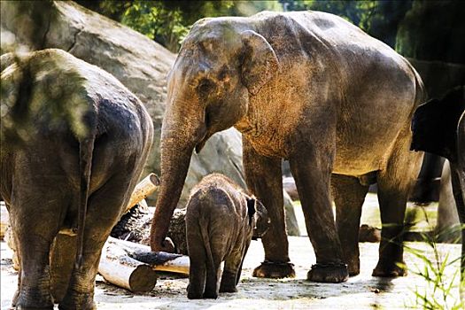 亚洲象,印度象,象属,幼仔