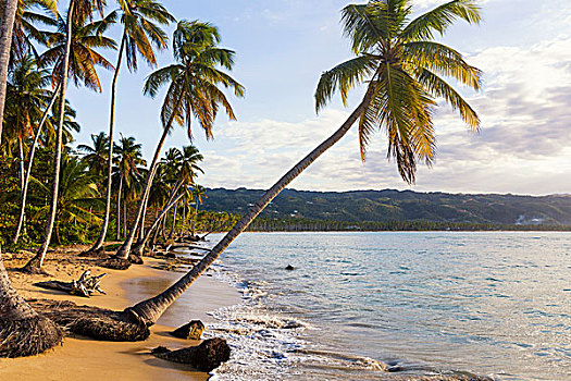 椰树,树,海滩,干盐湖,多米尼加共和国,加勒比