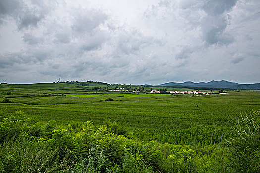 田野