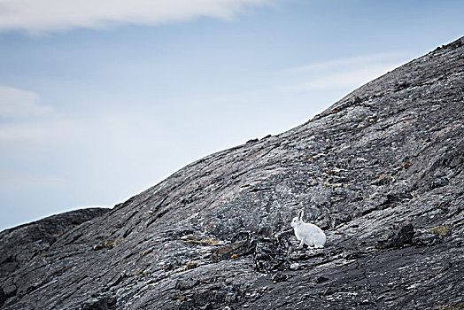 北极兔,兔属,石头,格陵兰,北美