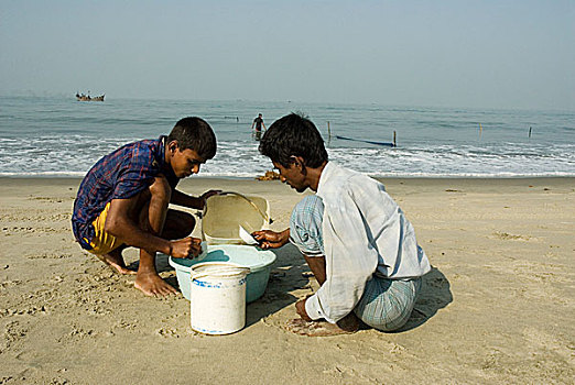 虾,油炸,收集,计算,野外,海洋,市场,海滩,四月,2007年,孟加拉,大,重要