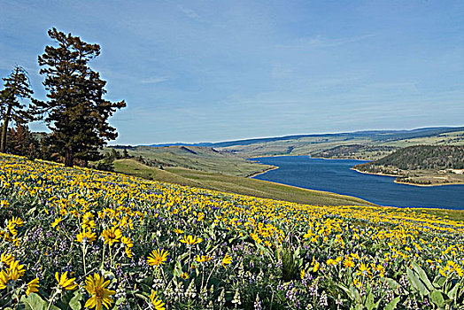 野花,盛开,形态,壮观,前景,上方,树桩,湖,靠近,不列颠哥伦比亚省,加拿大