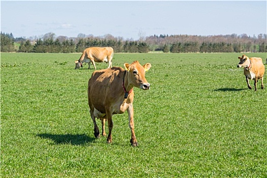 泽西种乳牛,母牛,跑,草地