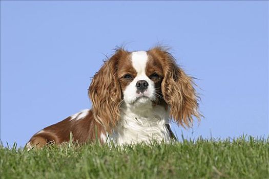 查尔斯王犬,布伦海姆