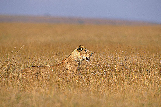 非洲狮,狮子,雌性,环顾,高草,肯尼亚
