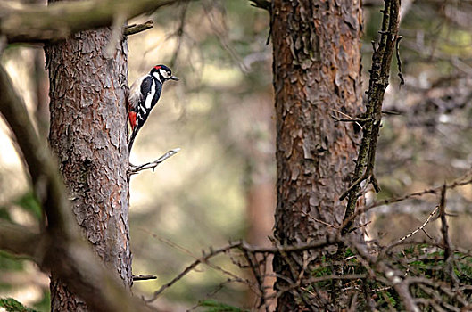 大斑啄木鸟,博尔查诺,省,南蒂罗尔,白云岩,意大利,欧洲