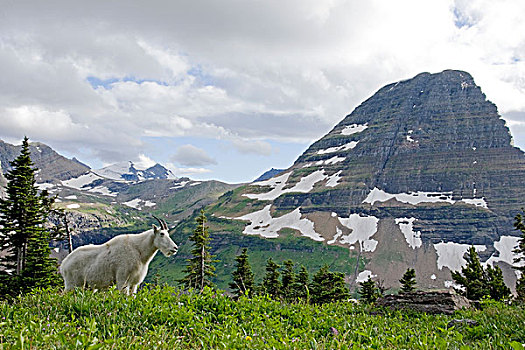 石山羊,雪羊,冰川国家公园,蒙大拿