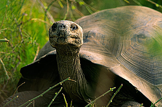 加拉帕戈斯巨龟,头像