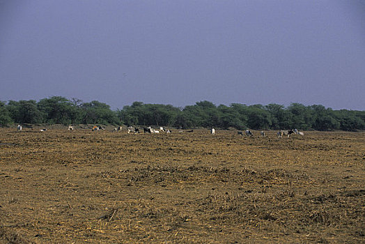 印度,盖奥拉迪奥,加纳,鸟,牛,干燥,陆地