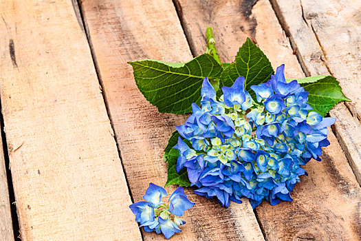 蓝色,八仙花属,木质,地下,特写