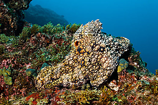 常见章鱼,真蛸,坐,礁石,遮盖,藻类,海绵,岛屿,靠近,索科罗镇,群岛,墨西哥