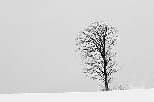 积雪,冬季风景,孤树,美瑛