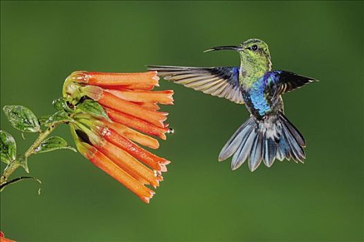 雄性,飞行,花,厄瓜多尔,安第斯山,南美