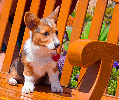 彭布罗克威尔士柯基犬,小狗,坐,木质,公园长椅